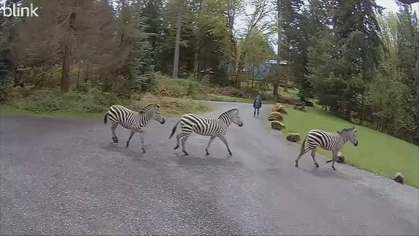 Zebra continues to evade capture in North Bend