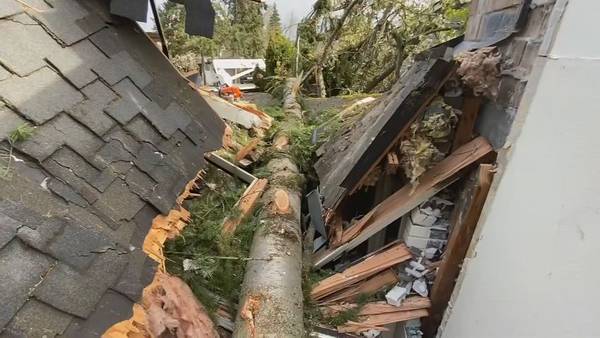 Botched tree removal job destroys Bellevue home