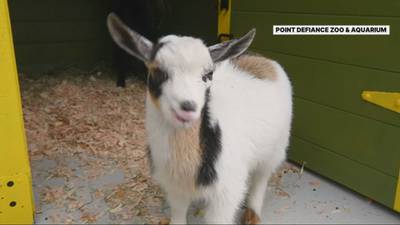 PHOTOS: New goat friends at Point Defiance Zoo and Aquarium