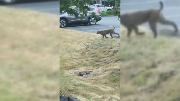 VIDEO: Bobcat seen off I-5 in Lynnwood
