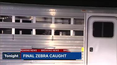 VIDEO: Final zebra caught in North Bend