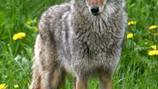 Queen Anne resident injured after fighting off a coyote attacking her dog