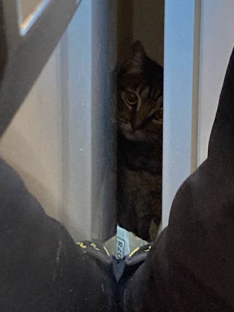 Bothell Kitten stuck behind cabinet