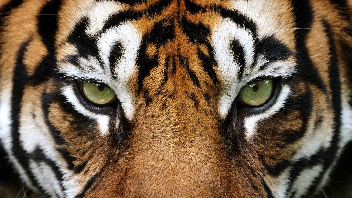 Tigers Drop Both Games to Matadors - University of the Pacific