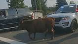 Mabel the cow, on the loose for over two months in Whatcom County, safely captured