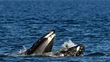 Seal surprise: Humpback whale accidentally scoops up seal while snacking on fish