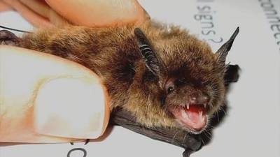 How to keep your pets safe after 9 rabid bats found in 9 Washington counties