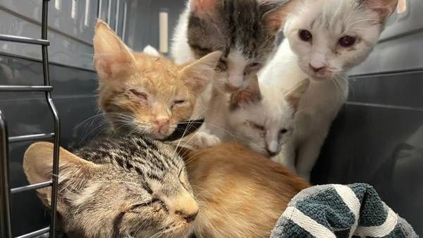 Shelter seeks donations after 50 sick cats, kittens rescued from Spanaway area