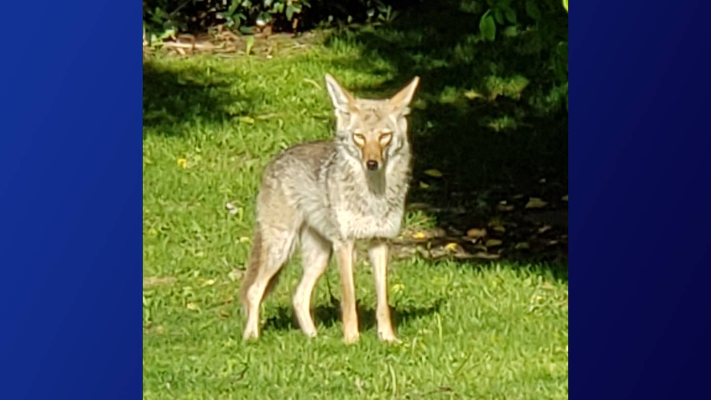 Coyote spotted on the prowl in Medford Twp. – Trentonian