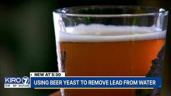 Using Beer Yeast to Remove Lead from Water