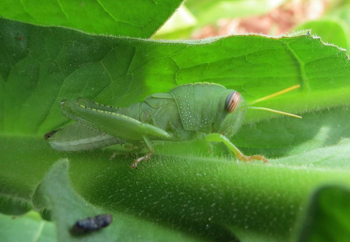 Young Egyptian grasshopper