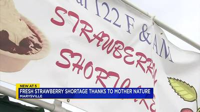 Marysville Strawberry Festival facing strawberry shortage due to cold spring