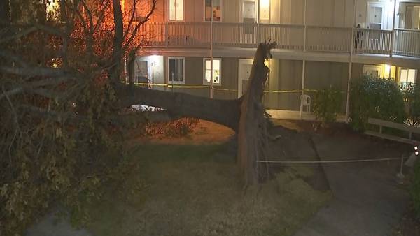 Strong winds uproot massive tree at Enumclaw apartment complex