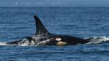 Trawl vessels caught 10 killer whales in ’23 off Alaska, federal agency says