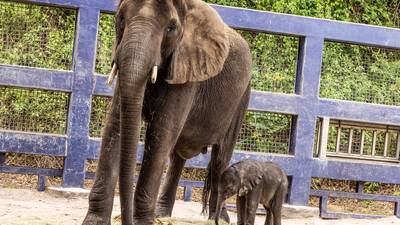 Disney's Animal Kingdom welcomes new baby elephant, Corra – KIRO 7