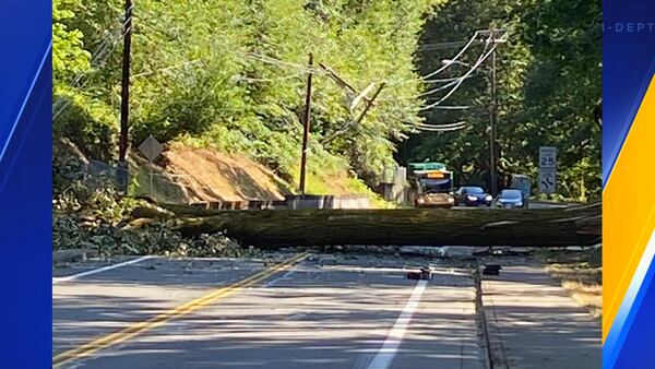Fallen tree takes down power lines in Bothell