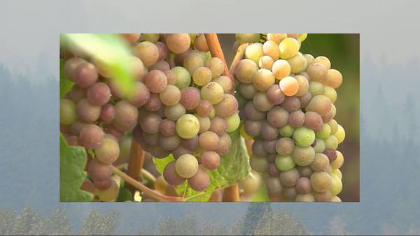 TONIGHT AT 5:30: ‘Smoke taint’ from wildfires affecting wines across the West