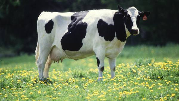 ‘Dairy farmers play a major role in WA state’s economy’: Farmers to get $100 million in funding