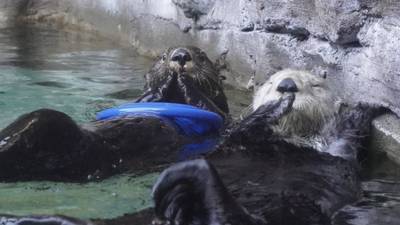 Seattle Aquarium celebrates Sea Otter Awareness Week