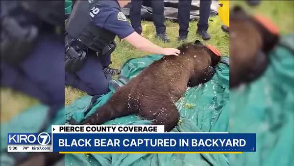 Black bear captured in backyard