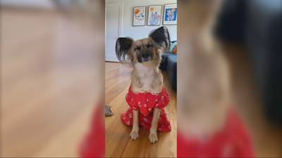 Beloved rescue dog shot, killed outside of Lake City home