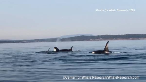 VIDEO: Skinny orcas bring emergency order for whale-watchers to keep distance