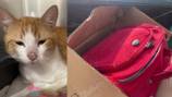 Cat escapes from tape-sealed box dumped over fence at pet clinic