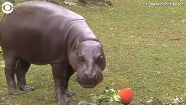 RAW: Hippo eating pumpkins in Chicago