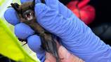 Bat in Whatcom County tests positive for rabies, health officials warn