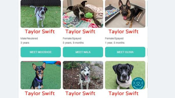 Tough time getting Taylor Swift tickets? Get all the Taylor Swift you want at Seattle Humane