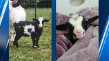 Pygmy goat missing from the Washington State Fair safely returned to family