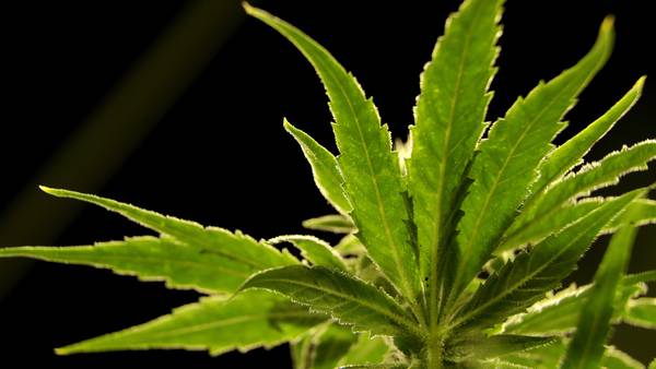 US drug control agency will move to reclassify marijuana in a historic shift, AP sources say