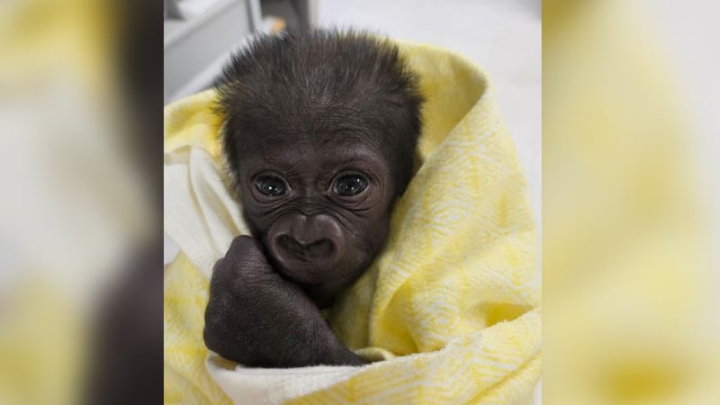 Baby gorilla named Jameela