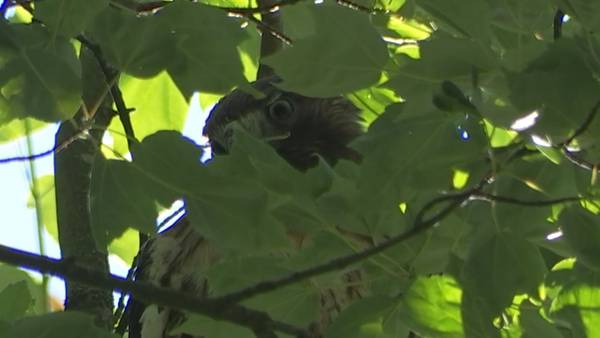 VIDEO: Local red-tailed hawk soaring in wild again after second rescue