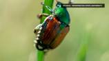 Quarantine for Japanese beetles extended in Washington, new rules take effect September 15