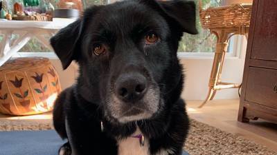 KIRO 7 Pet of the Week for March 26