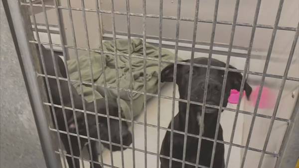 Local shelters seeing record number of surrendered animals