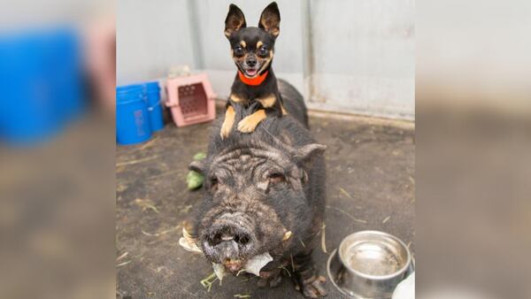 A chihuahua and pig duo from Arizona animal rescue find a new home together