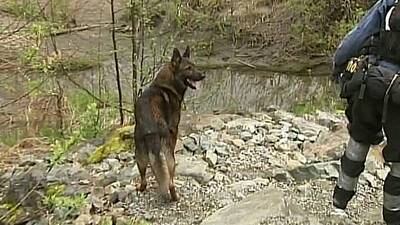 PHOTOS: Dogs a crucial, comforting element in Oso recovery process 