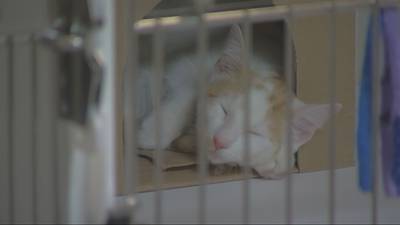 Pierce County cat crisis among reasons animal shelter is spread thin