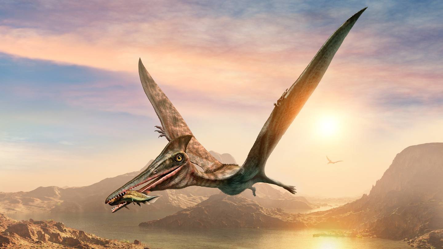 Australia's oldest pterosaur fossils include first juvenile