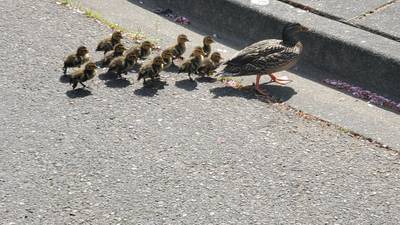 Firefighters reunite a family of ducks