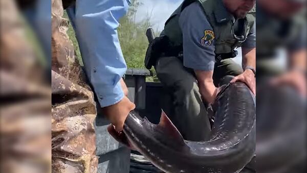 Catch of the day: Rescuers save 5-foot sturgeon in Idaho