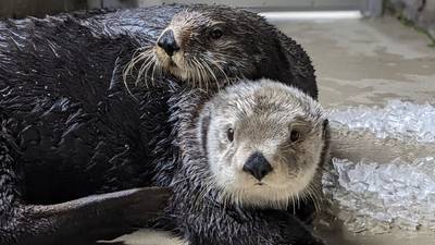 PHOTOS: Seattle Aquarium celebrates Sea Otter Awareness Week