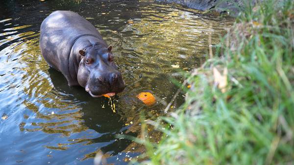 After 50 years, Woodland Park Zoo says goodbye to its final hippo