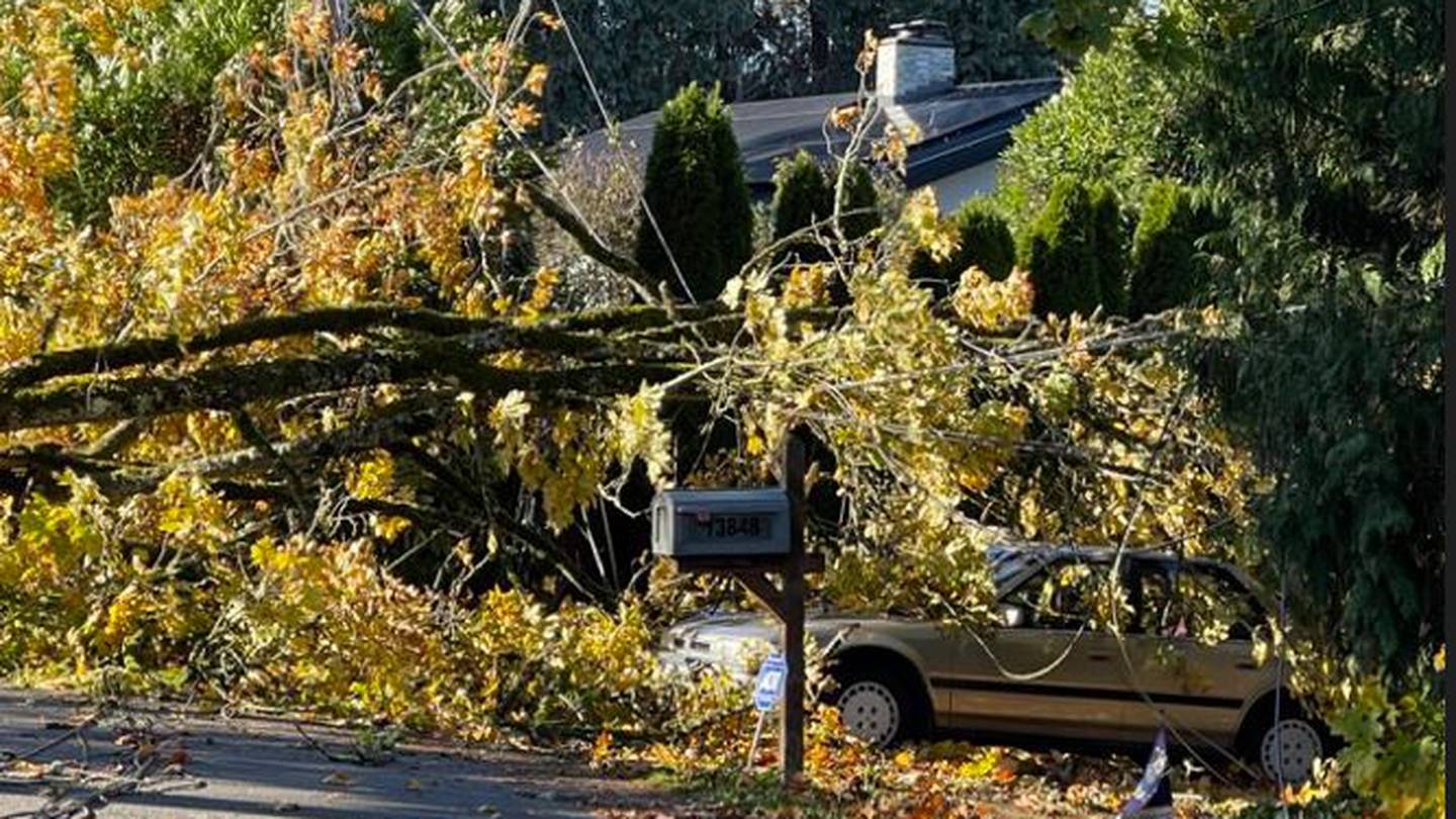 修复西雅图地区被倒下的树木造成的“巨大破坏”