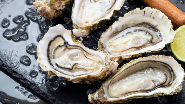 Restaurants, retailers told not to sell some oysters harvested from Lewis Bay