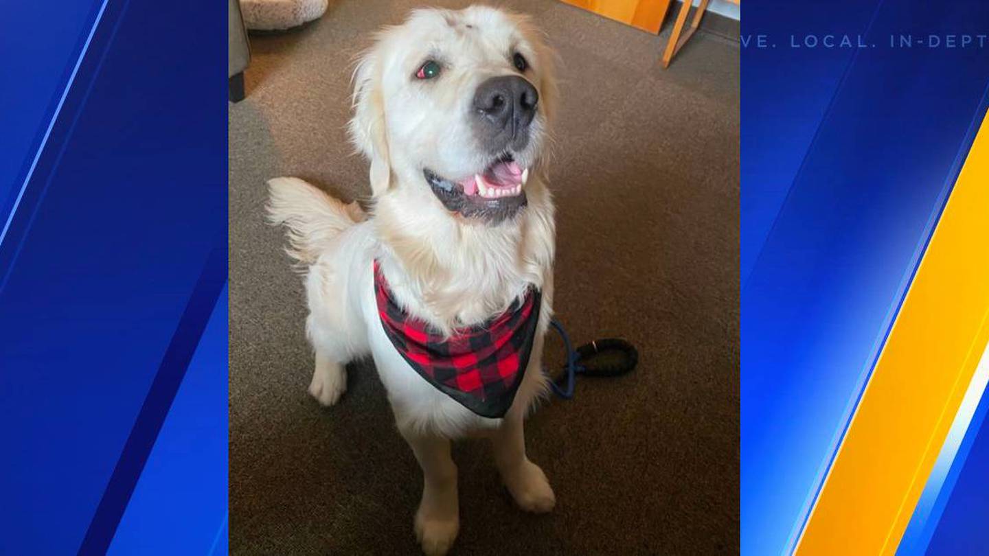Louisville dog that survived gunshot to the head finds his 'fur-ever' home  