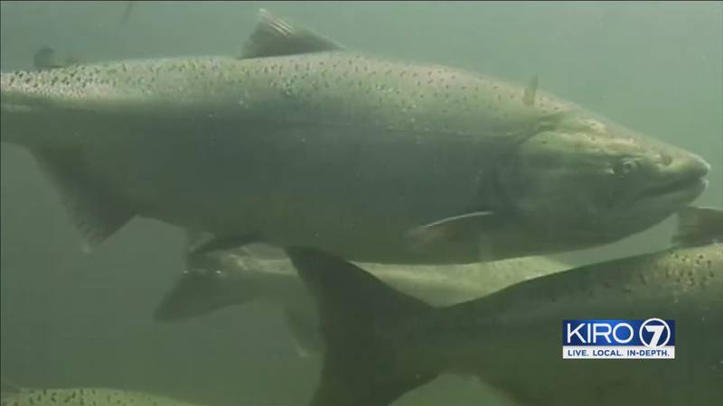 Chinook salmon