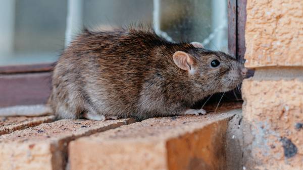 6-month-old baby nearly dies after 50 rat bites